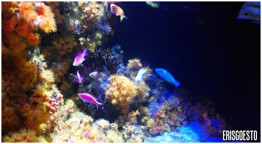 California Academy of Sciences, San Francisco