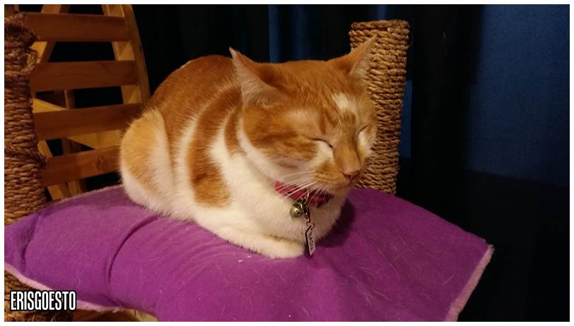 Manila Cat Cafe, Teachers Village Quezon City