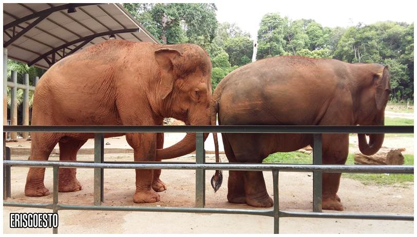 Malacca Zoo, Malaysia
