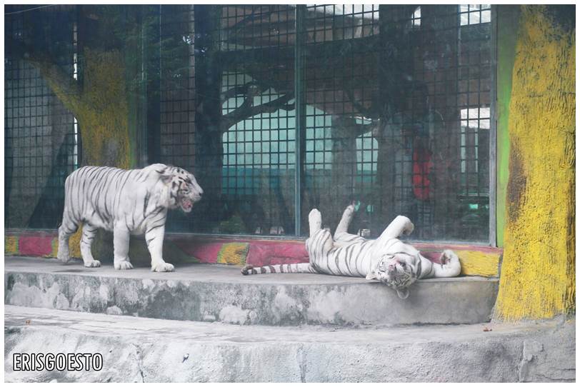 Dai Nam Zoo, Binh Duong Vietnam