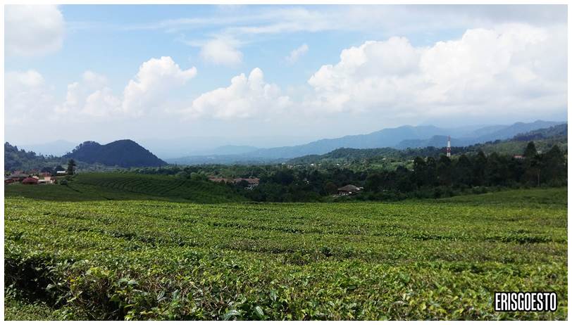 Tea Plantations @ Ciater, Indonesia