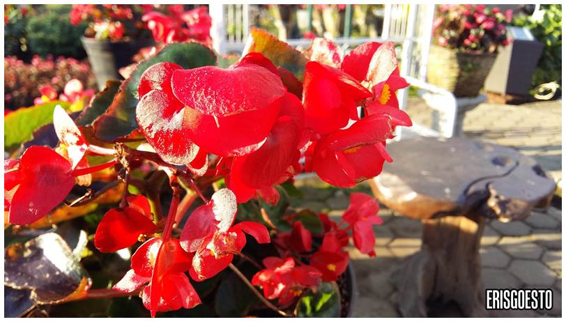 Lembang Begonia Flower Garden, Indonesia