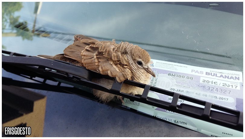 Of Birds and Indian Food