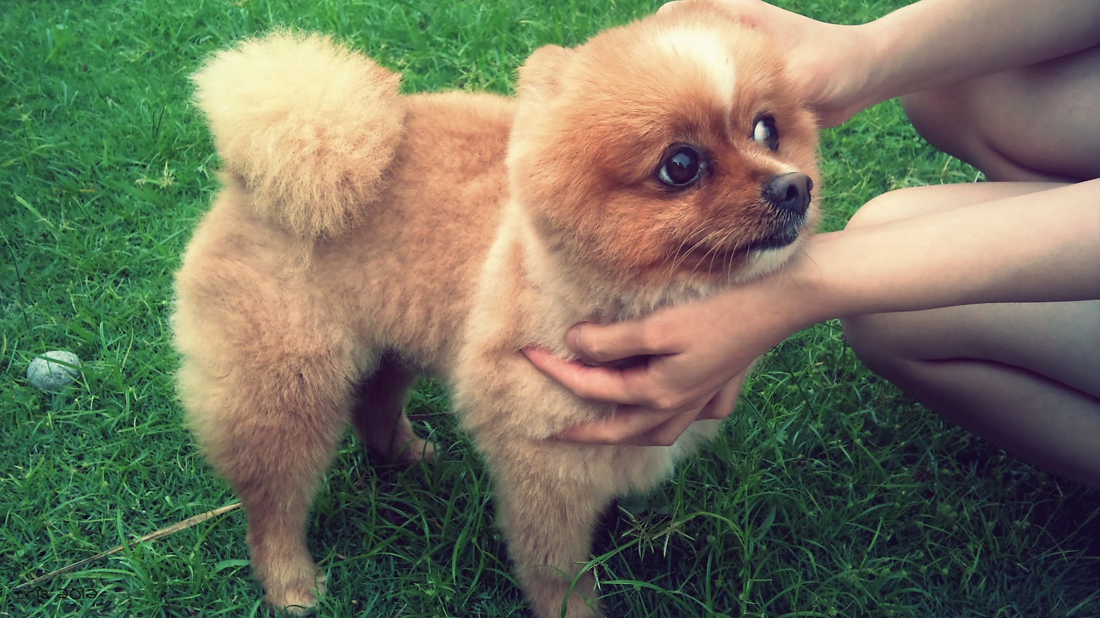 Happy Dog Days and Whatnot.