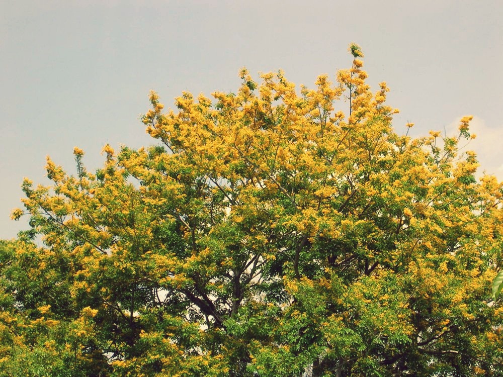 Underneath Yellow Flame Showers