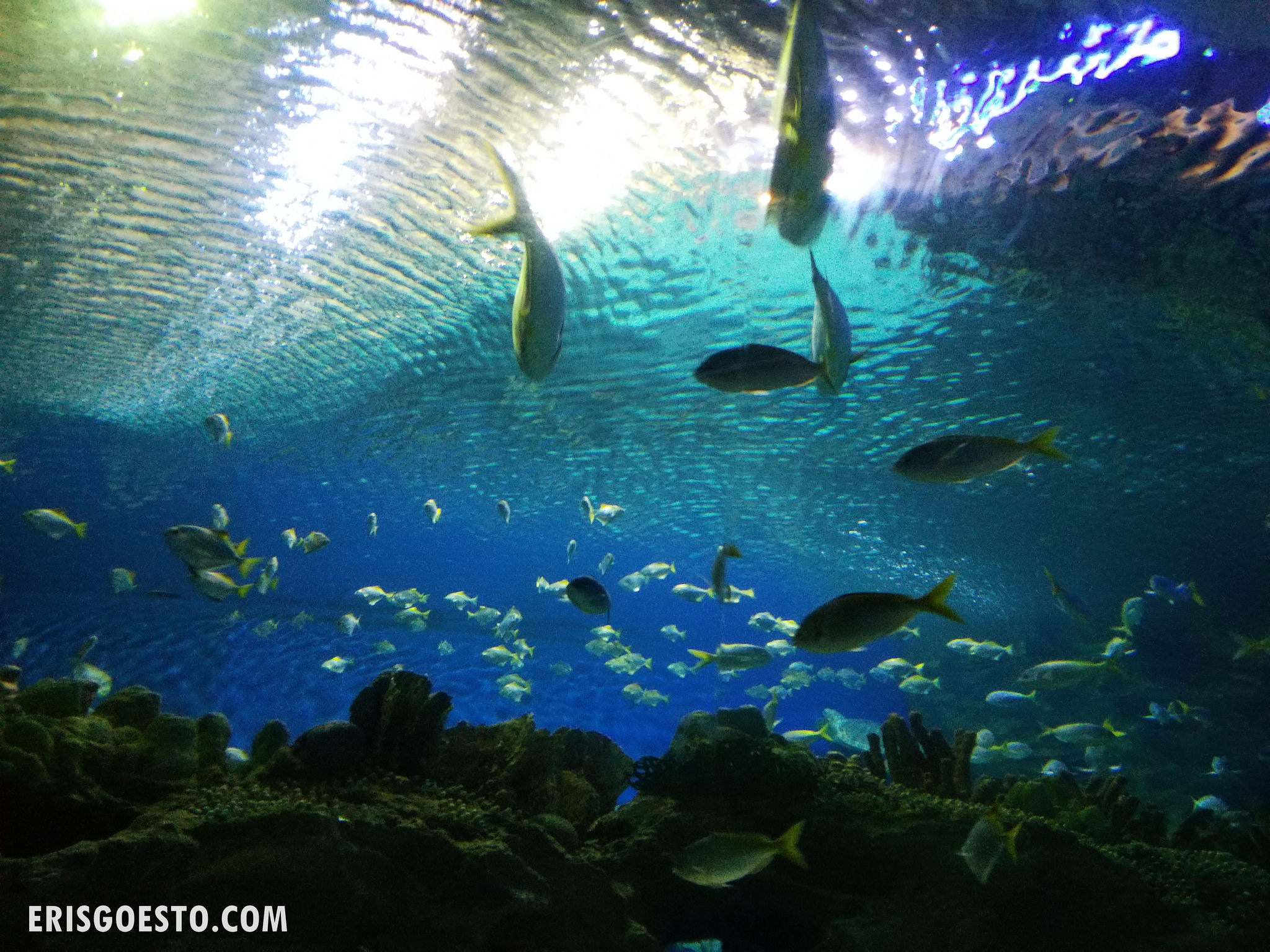 Travelogue KL: Aquaria @ Suria KLCC