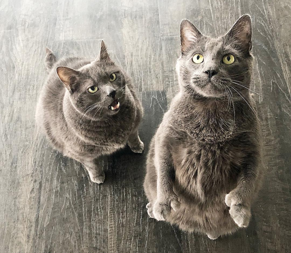 6 Instagram Accounts Every Cat Lover Should Follow