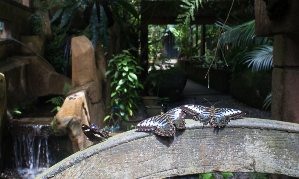 Visiting The Melaka Butterfly & Reptile Sanctuary @ Ayer Keroh, Melaka