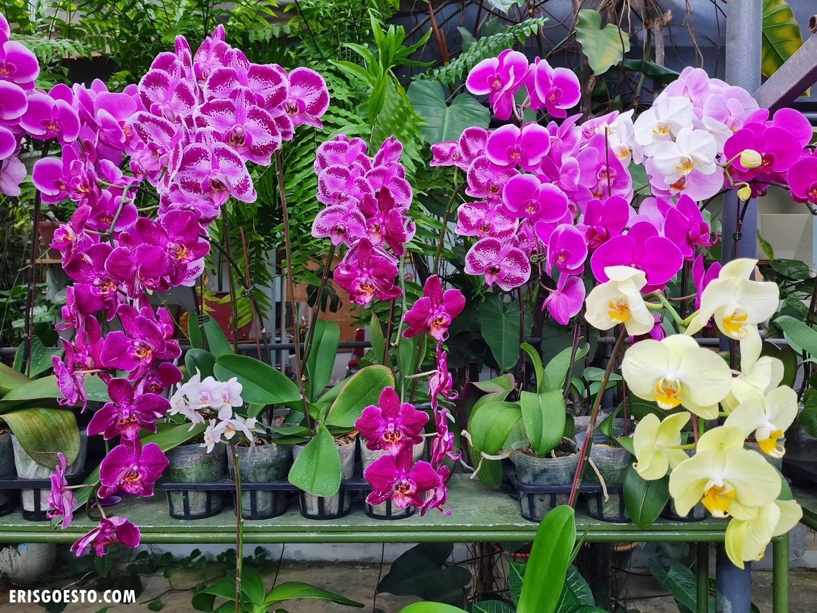 World of Phalaenopsis, Ulu Yam – Malaysia’s Largest Moth Orchid Farm with Its Own Hipster Cafe