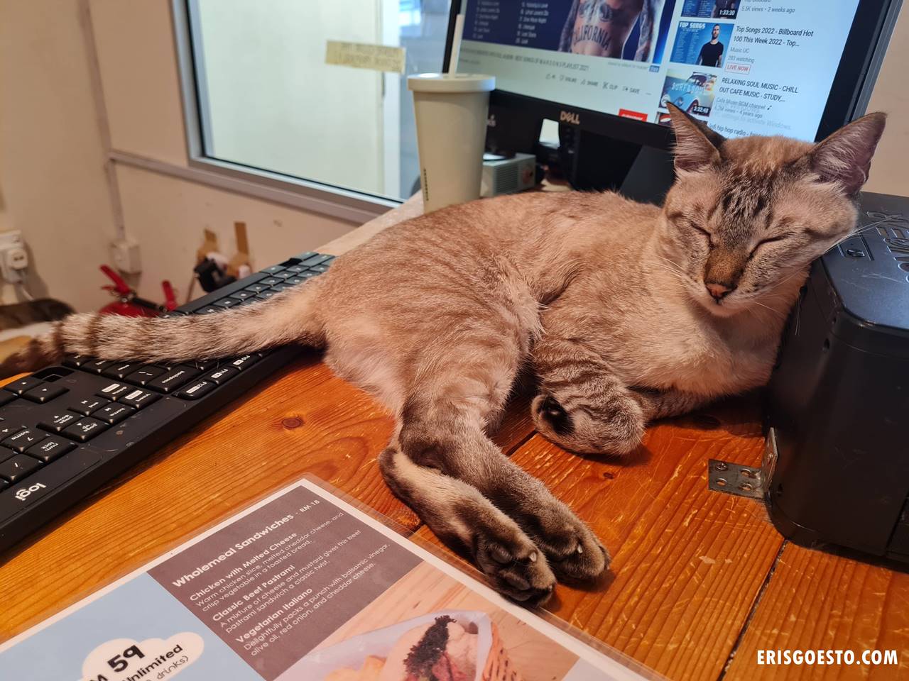 Purradise Cat Cafe, TTDI