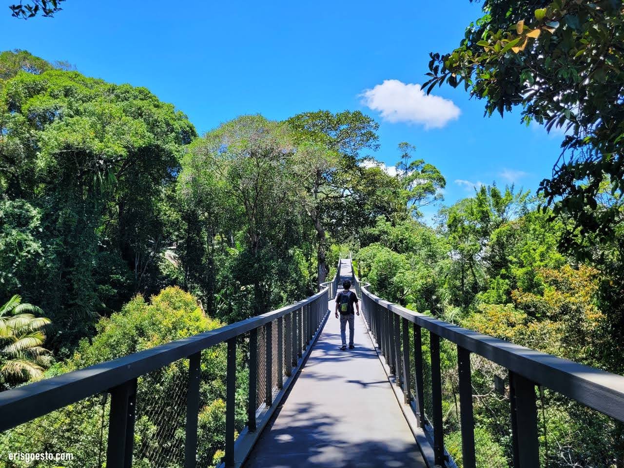 Roadtrip Diaries: Forest Bathing at The Habitat, Penang Hill